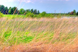 Wetlands 1